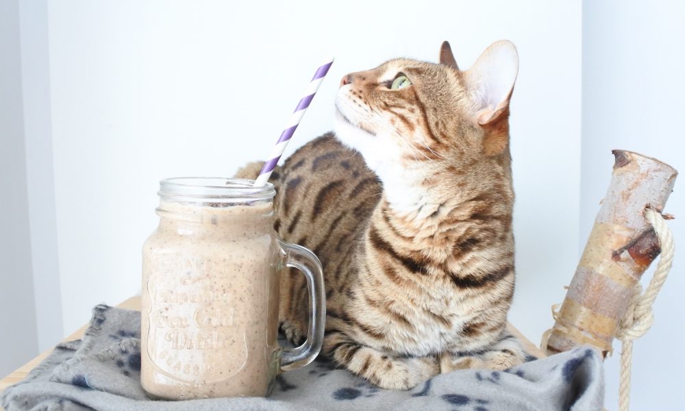 Een romige smoothie met pindakaas, banaan en cacao